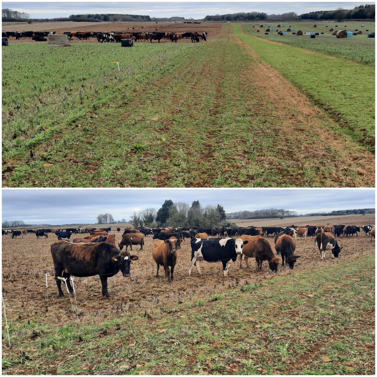 Dry cows #balegrazing on arable ground,  advantage of running a livestock enterprise on an arable estate, lots of space to winter cows stay clean with minimal soil damage,  spreading fertility across a large area #healthycows #soilhealth