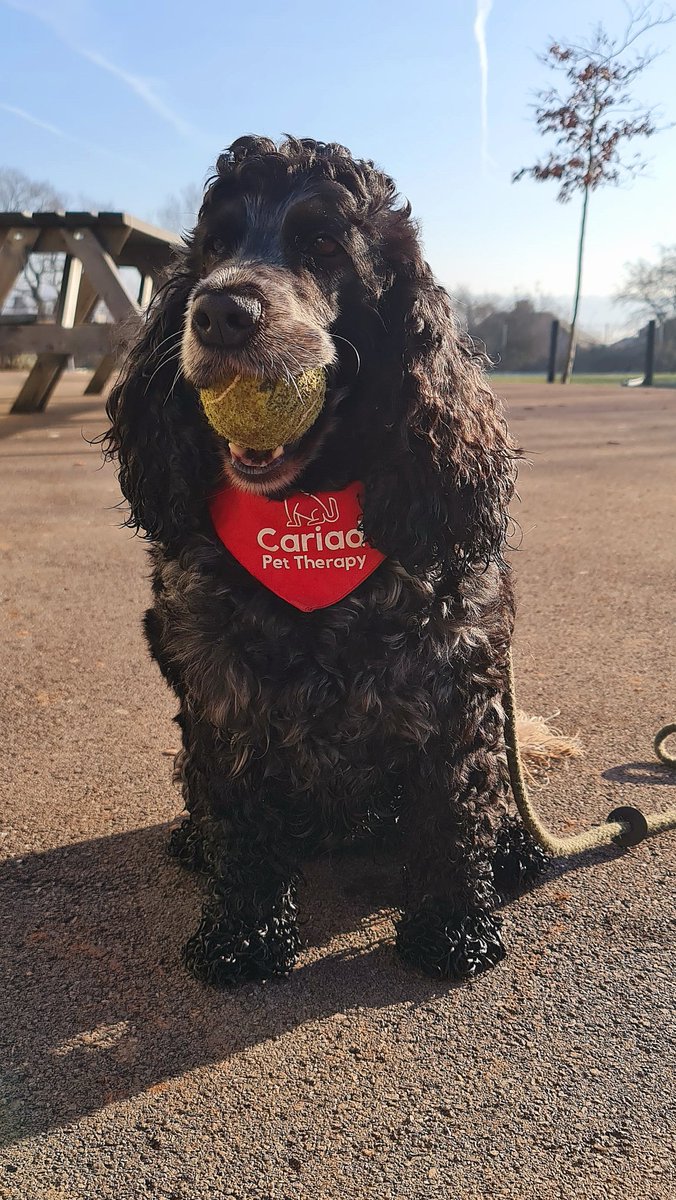 huwrob62's tweet photo. A frosty morning at @LodgeHillPS
Jet had a lovely time chasing the ball 😊❤️
@CariadPet #pettherapy #dogsofinstagram #therapydog #therapydogsofinstagram #animalassistedtherapy #therapyspaniel #roanspaniel #wellbeing #cariadpettherapy https://t.co/ah6NL5q7EB
