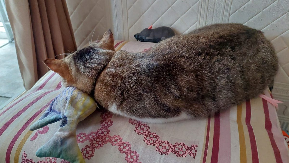 🐺 elvien djakaria (@zynth1314) on Twitter photo 