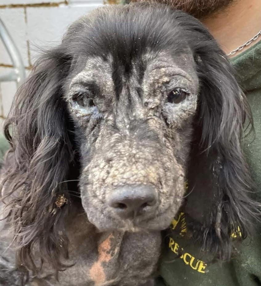 Animal Adoptions UK 🐕‍🦺🐈🐎❤️ tweet media