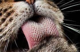 CaratingaZoeira's tweet photo. Você sabia?
A língua do tigre é tão forte que pode até remover a pele da sua presa e foi classificada como a 2ª lingua mais poderosa do mundo, ficando atrás apenas da língua do povo de Caratinga - MG https://t.co/ydmGYKCLWr