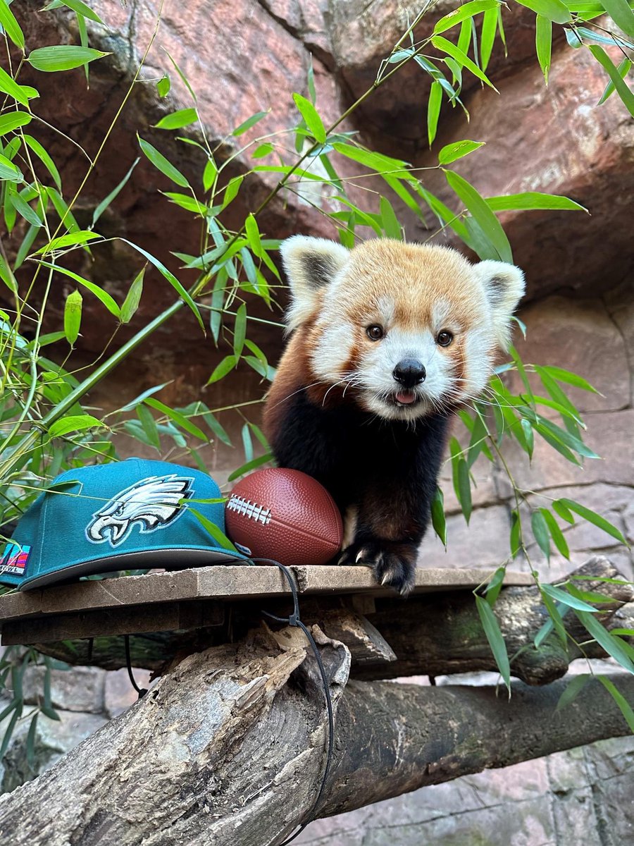 FlipGans's tweet photo. I’m not saying this is my favorite photo ever, but I challenge anyone to find something better #RedPanda @Eagles @RedPandaEveryHr https://t.co/uc36RomKJX