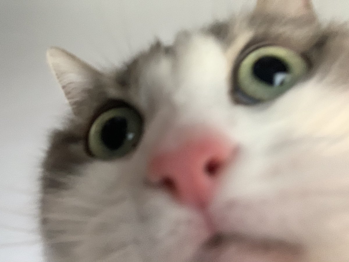 CDessinatrice's tweet photo. #catfie https://t.co/ZinrEnoviE