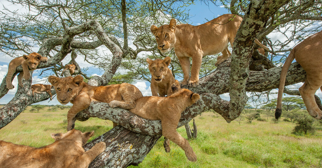 Y_SaveSafaris's tweet photo. Y-Save Safaris offers unique and fantastic holiday travel packages with exclusive experiences that will overwhelm you. Let us help you plan your next holiday that is better than at home and makes the most of it with these last-minute deals.#www.ysavesafaris.com.#traveling https://t.co/tOw9etXwHr