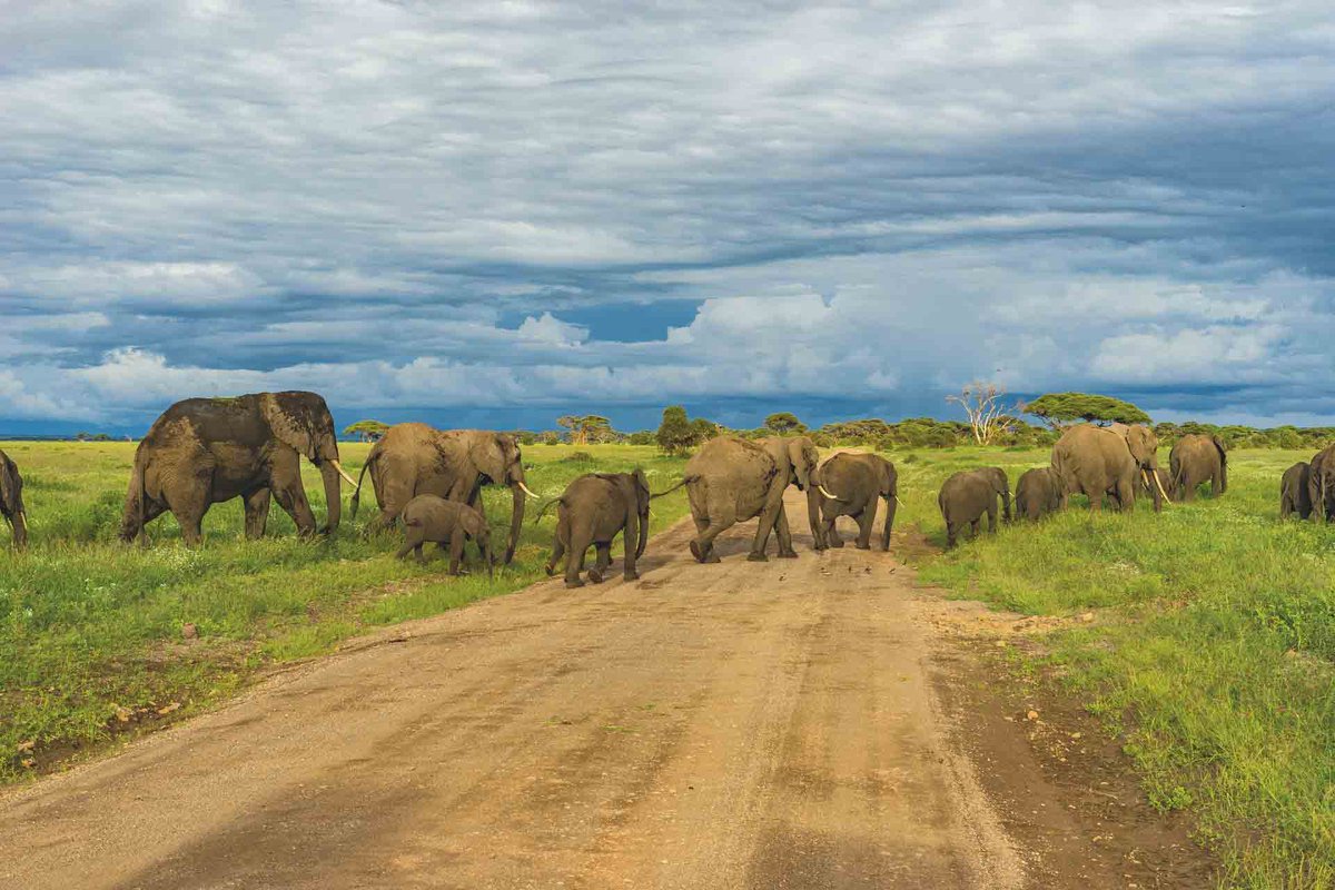Y_SaveSafaris's tweet photo. Y-Save Safaris offers unique and fantastic holiday travel packages with exclusive experiences that will overwhelm you. Let us help you plan your next holiday that is better than at home and makes the most of it with these last-minute deals.#www.ysavesafaris.com.#traveling https://t.co/tOw9etXwHr