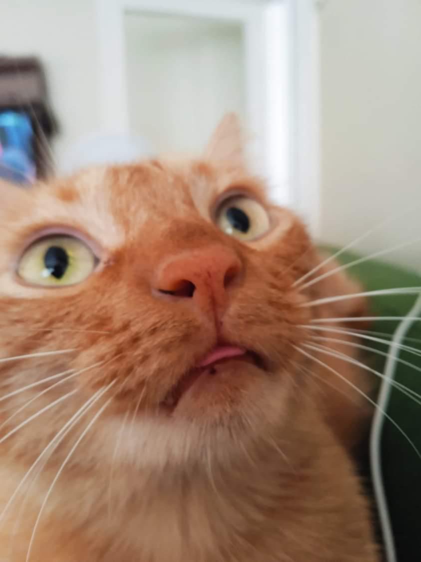 Kedimiz haydut kayıp erkek 4 yaşında çipi var Sümerler Mah. Şehit Ali Karadal Cad. G blokları G-8 No:10 Antakya/Hatayda kayboldu gören duyan varsa ya da arayabilecek olan birileri iletişime geçebilir mi 0536 442 13 94 instagram-twitter: <a href="/lremgocmen/">İremG</a>