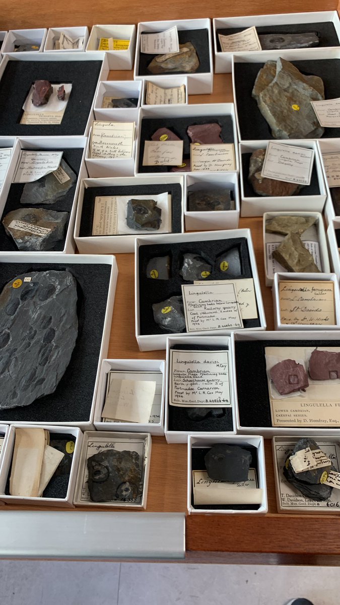Curating the Cambrian brachiopod collection <a href="/NHM_London/">Natural History Museum</a> <a href="/NHM_Students/">NHM_Students</a>. Not your average Wednesday. #paleontology