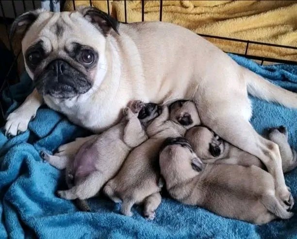 pugheaven2's tweet photo. #PugLover https://t.co/ZBTv0rYRfm