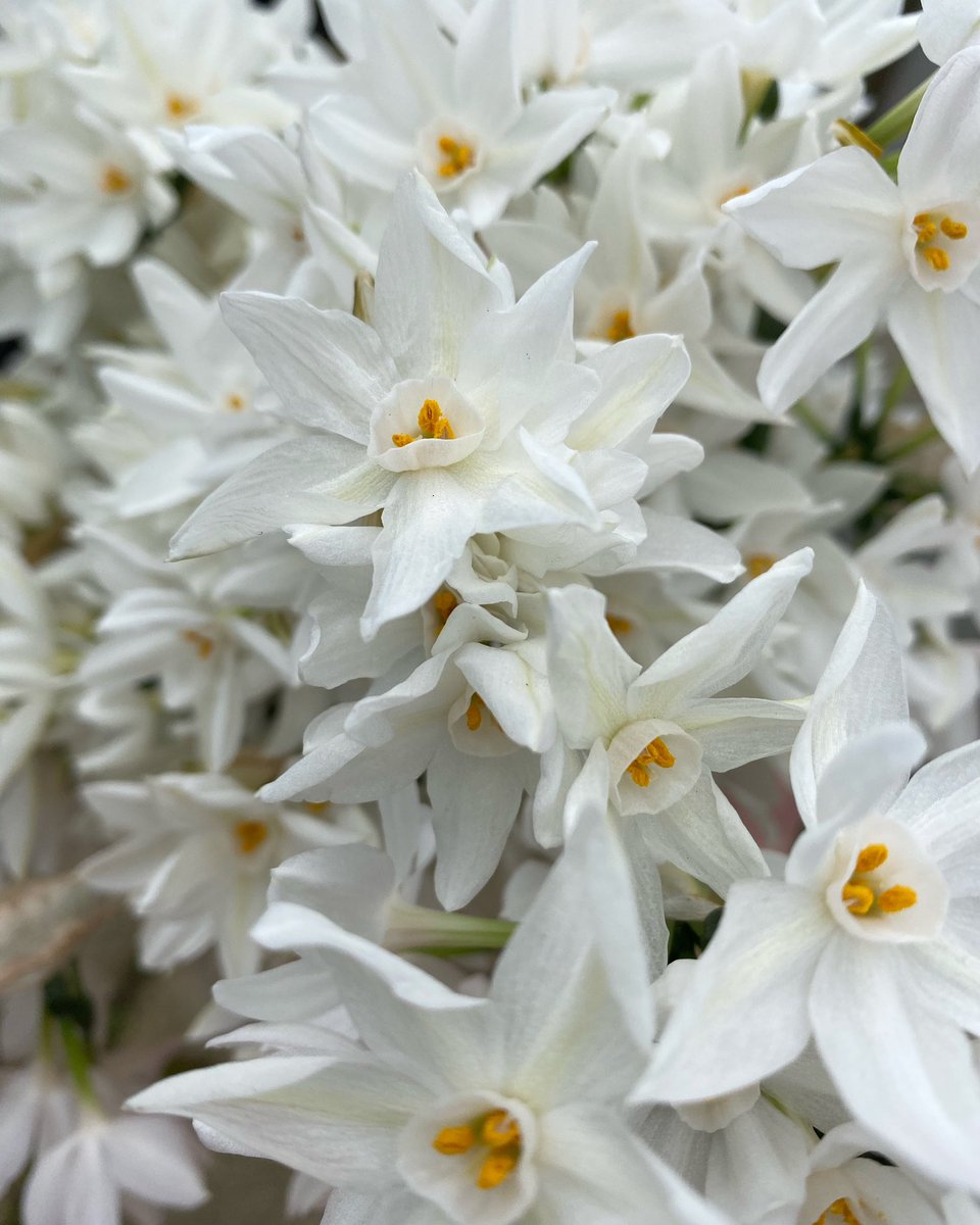 ClemsGardenHQ's tweet photo. IMPORTANT UPDATE: Weโre really sorry, but due to completely unforeseen circumstances, weโre having to press pause on growing and selling our flowers this year ๐ With fingers crossed and a fair wind weโll be back up and running in 2024. Team Clem & Friends ๐xx #CommunityIsFamily https://t.co/9PqBgMpkJQ