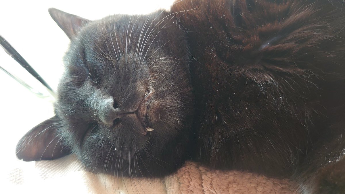ucchii_5's tweet photo. Sleeping on an electrically heated floor mat,  Kuro-chan.
#blackcat #kurochan 

ホカペでまったりの、くろちゃん。
#黒猫 #くろちゃん https://t.co/TpZd6vK00j