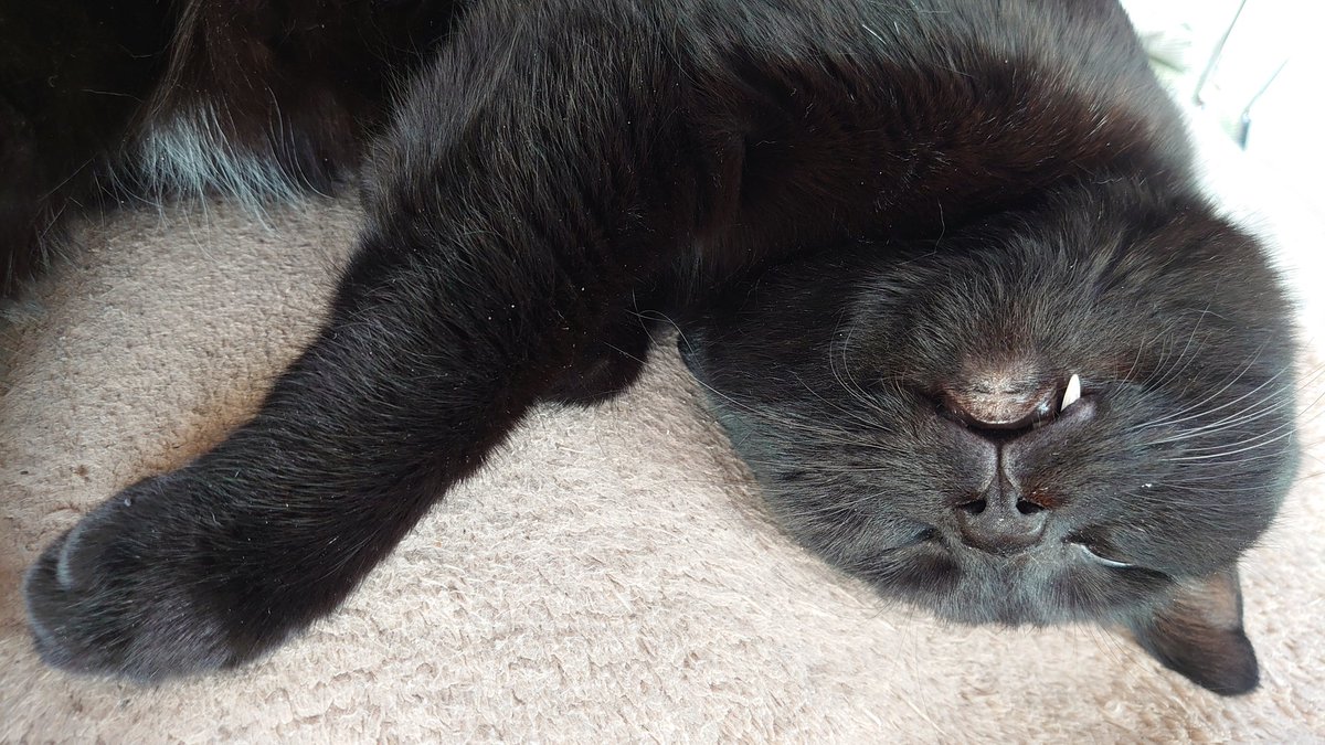 ucchii_5's tweet photo. Sleeping on an electrically heated floor mat,  Kuro-chan.
#blackcat #kurochan 

ホカペでまったりの、くろちゃん。
#黒猫 #くろちゃん https://t.co/TpZd6vK00j