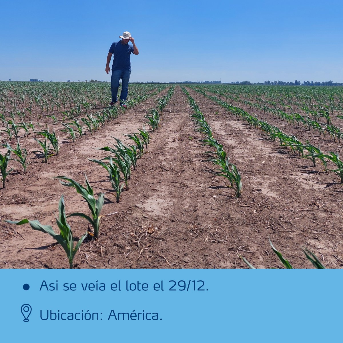 Seguimos evaluando el programa OBM “Juntos por más" en maíz. Ahora, refertilización nitrogenada. ¿Recordás que semanas atrás te mostramos el efecto de la fertilización al arranque? Hoy compartimos los resultados luego de la refertilización comparando YaraBela NITRODOBLE vs. urea