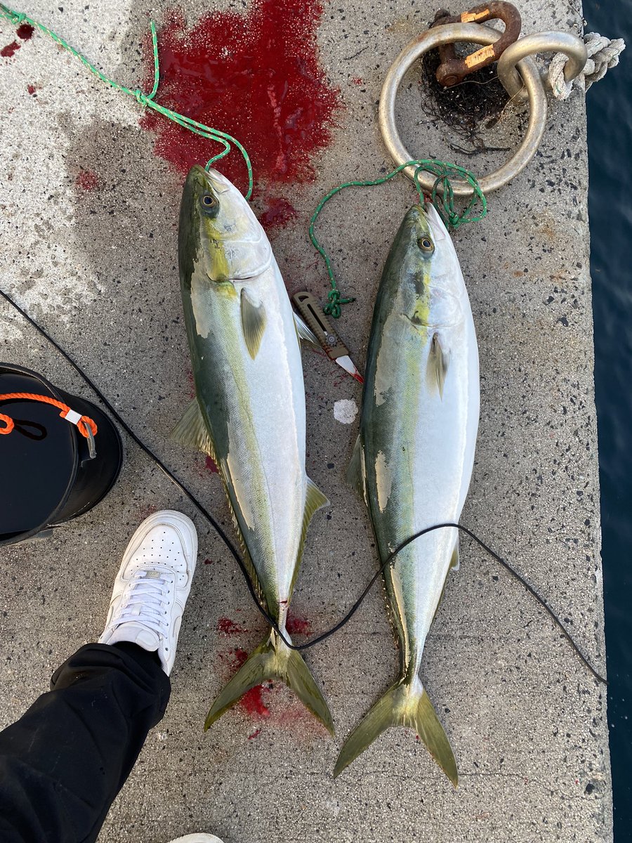 sacchaaa24's tweet photo. シーバスじゃないけど釣れた☝️

きっと明日か明後日か明明後日右腕に筋肉痛クルヨ

まだ26ダヨ https://t.co/1ZJCr3xntg
