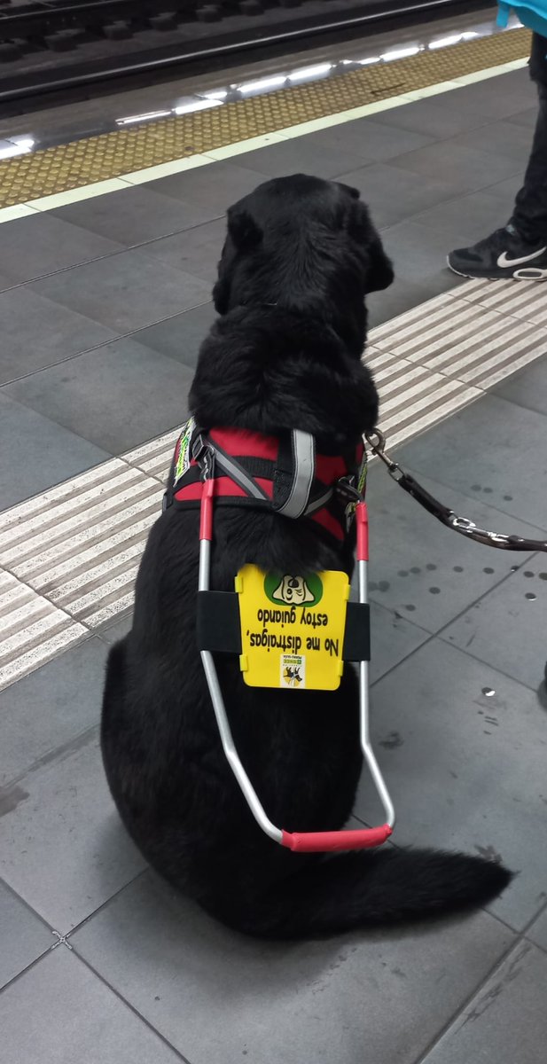 guardiacivil's tweet photo. Aunque pueda resultar irresistible acariciar a un #perroguía, recuerda que no debes distraer su atención. 
Su labor es indispensable para guiar a personas #ciegas o con #DiscapacidadVisual grave.

🔁 Haz RT y ayuda a concienciar
@ONCE_oficial  #SiempreCaminandoJuntos 🦮🧑‍🦯 https://t.co/6u36Bf2z57