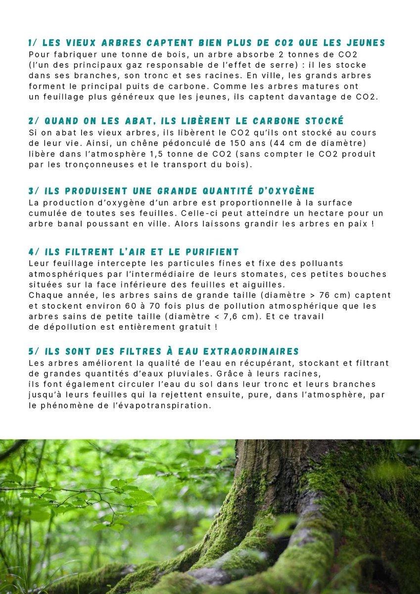 GnsaParis17's tweet photo. Une escroquerie courante consiste à nous dire que pour un arbre adulte abattu, un à deux jeunes arbres seront plantés.
Outre les difficultés de survie d'un jeune arbre et le temps long pour "remplacer" un arbre adulte, retenons 15 bonnes raisons de préserver les vieux arbres ! 🌳 https://t.co/z5uSx7ukdm