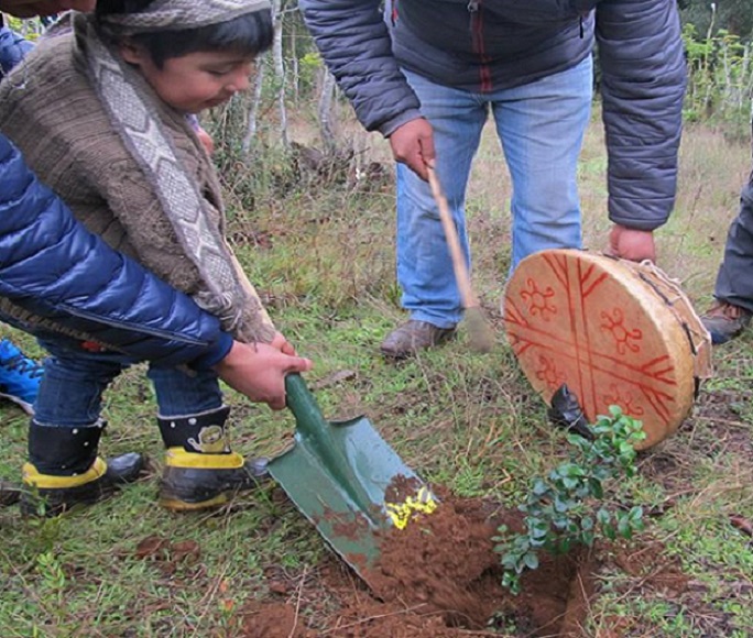 El_Ciudadano's tweet photo. Desde la Füta Willi Mapu llaman a plantar árboles nativos ante devastación de la industria forestal
#IncendiosForestales 

“Es un paso importante en el camino de la restauración del equilibrio natural”, señalan desde la Región de Los Lagos.
👇
https://t.co/Uq1zCMbd00 https://t.co/DWdGqvIVQf
