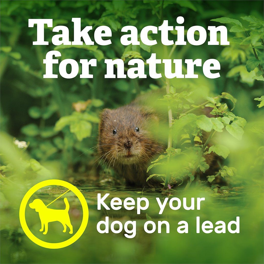 Water vole numbers have been declining faster than any other mammal in the UK, so please take action for nature and keep your dog on a lead when visiting Redmires reservoirs. Thank you
<a href="/YorkshireWater/">Yorkshire Water 💧</a> 
#wildlife #watervoles