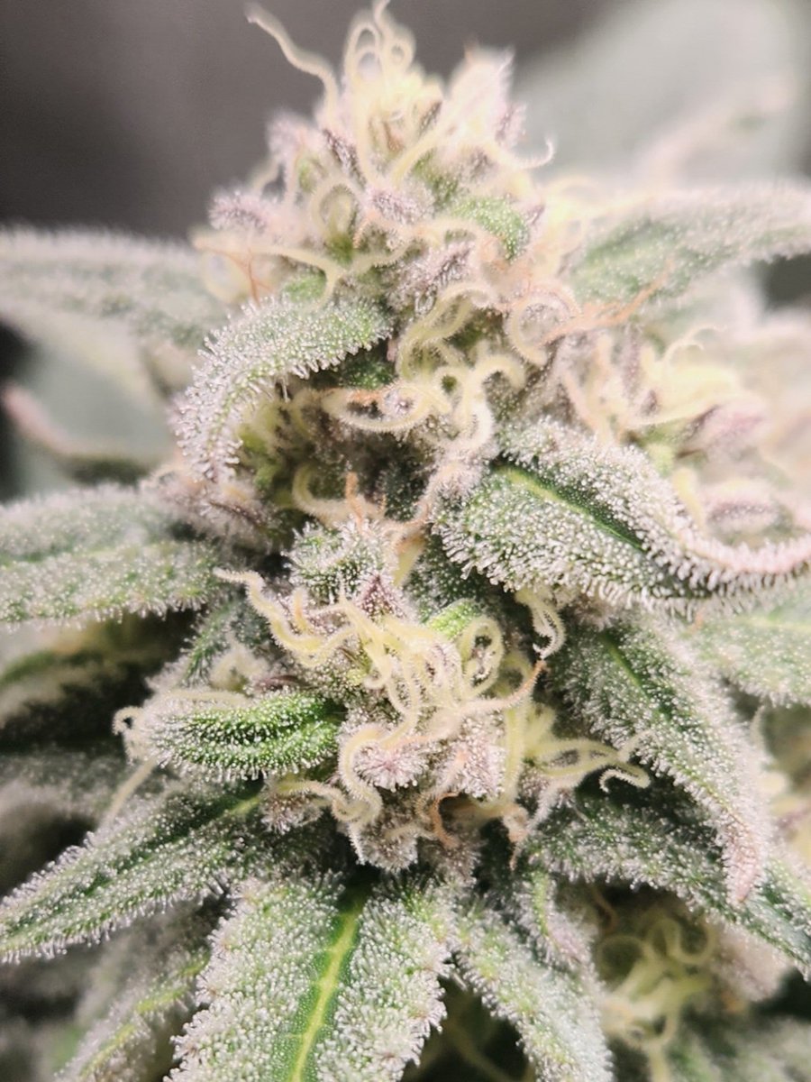 Chimera42o's tweet photo. Lots and lots of sticky sticky crystals all over @bombseeds this glookie is a very thirsty girl but covers the leaves in trichs ,deep pungent smell almost gassy coming across. #CannabisCommunity #Mmemberville #homegrown #growyourown #iGro https://t.co/9glReoWSrM