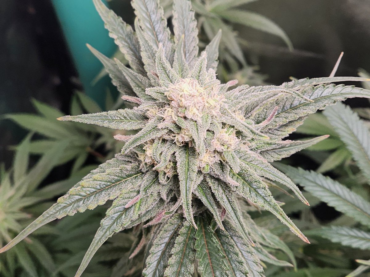 Chimera42o's tweet photo. Lots and lots of sticky sticky crystals all over @bombseeds this glookie is a very thirsty girl but covers the leaves in trichs ,deep pungent smell almost gassy coming across. #CannabisCommunity #Mmemberville #homegrown #growyourown #iGro https://t.co/9glReoWSrM