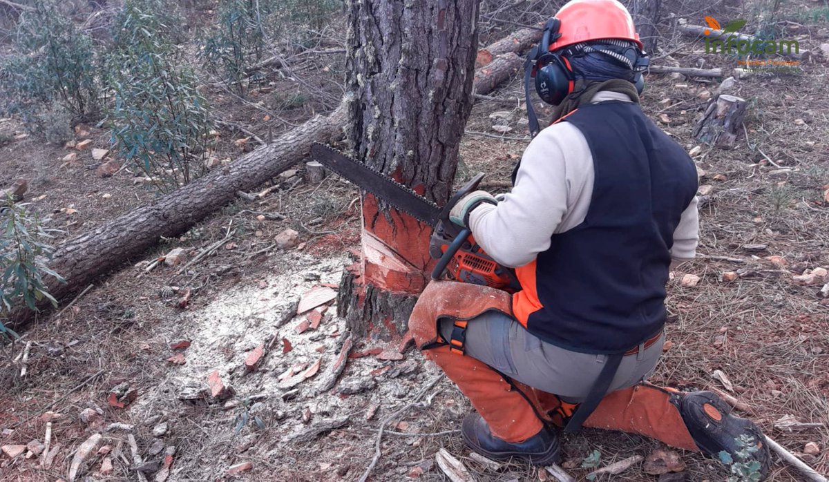 Plan_INFOCAM's tweet photo. Desde @Plan_INFOCAM de @gobjccm se realiza una formación para mejorar las capacidades de los #BBFF 👨‍🚒 y la efectividad del dispositivo. 

📸Entrenamiento de instructores de motosierra en Horcajo de los Montes #CiudadReal en práctica de apeo de pinos, cortes, derramado y tronzado. https://t.co/QOLMJiZiRM