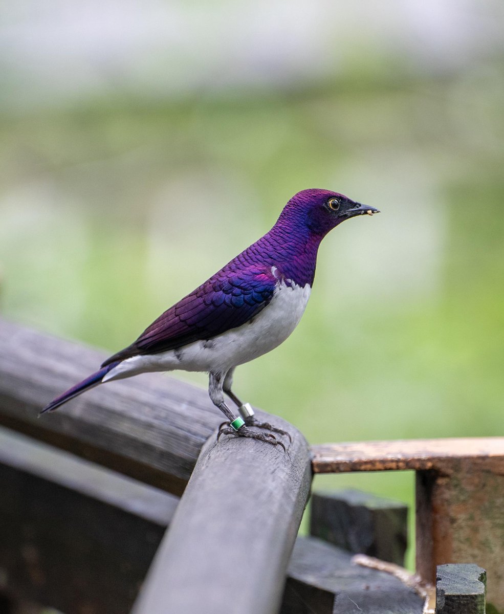 Nature_Is_Lit's tweet photo. 🔥 The beautiful colors of this Violet Backed Starling https://t.co/7HYl5sVFhV https://t.co/9r2klfeb4A
