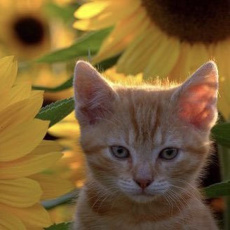 🐱 tweet media
