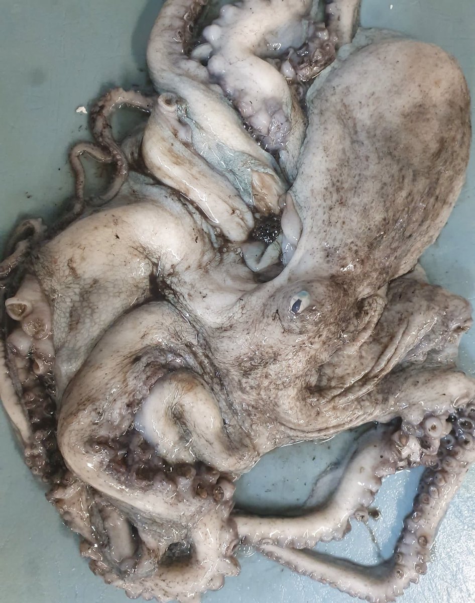 #octopus come and get it, large &amp; fresh 2k+ available for Friday or Saturday delivery call 01279 501051