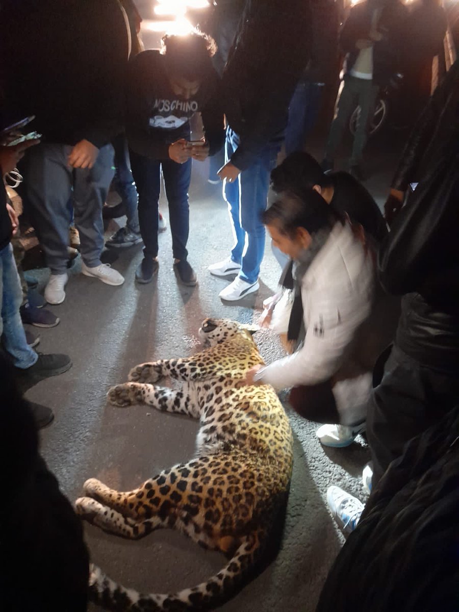 मेरठ से आई वन विभाग की टीम ने बेहोश करके पकड़ा तेंदुआ। 04 बजे घुसा था कचहरी में।।