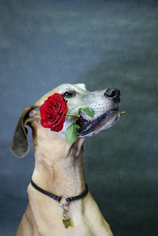 dan_greatdane's tweet photo. #何も言わずに飼い犬の横顔をアップする選手権 https://t.co/gMlGTrJ6JW