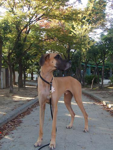 dan_greatdane's tweet photo. #何も言わずに飼い犬の横顔をアップする選手権 https://t.co/gMlGTrJ6JW