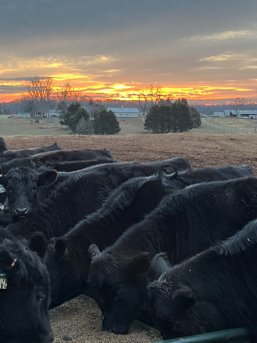 coleman_peanut's tweet photo. Another morning comes with another work of art. https://t.co/d81sC4qcJj