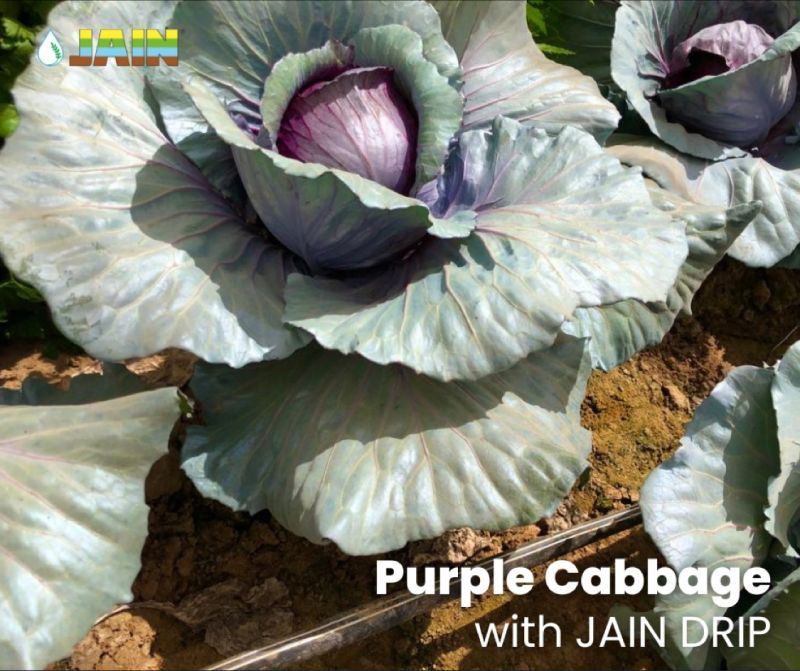 Get the baggage of #BetterYieldsGreaterProfit by farming with #JainDrip for Cabbage 🥬

Inframe: Red/ Purple cabbage flourished with the goodness of gaining #MoreCropPerDrop 💧

#AgTech #Cabbage #JainDrip #JainIrrigation #Drip #JISL