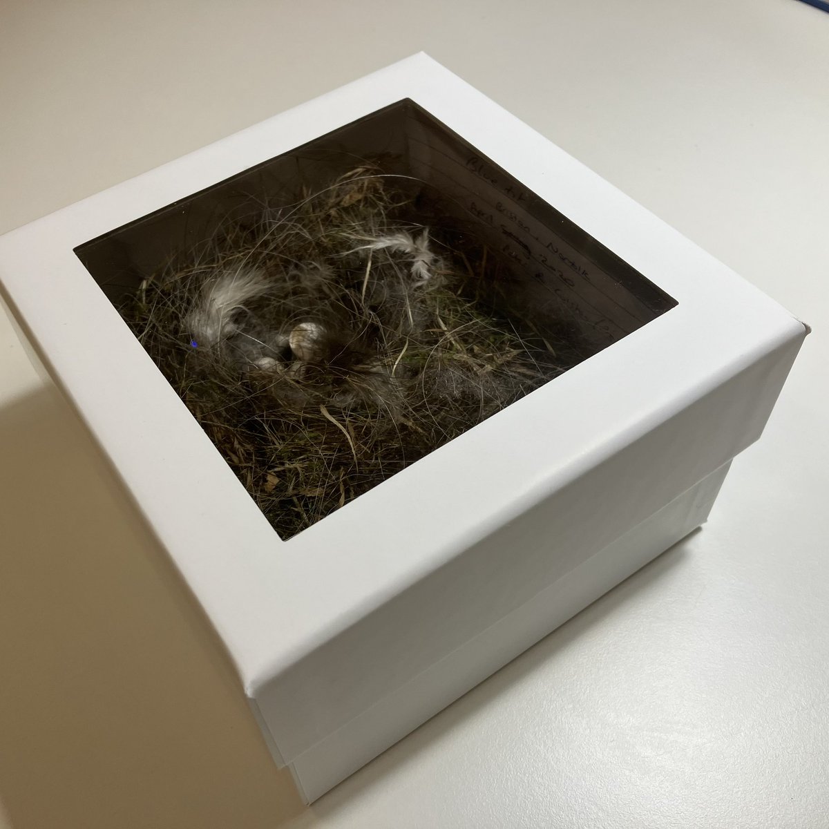 There are SO many reasons to love the Eurasian Blue Tit but this is my favourite. Their readiness to use nest boxes ensured this nest fits exactly in a museum box. Wonderful. #Museums #birds #wednesdaythought