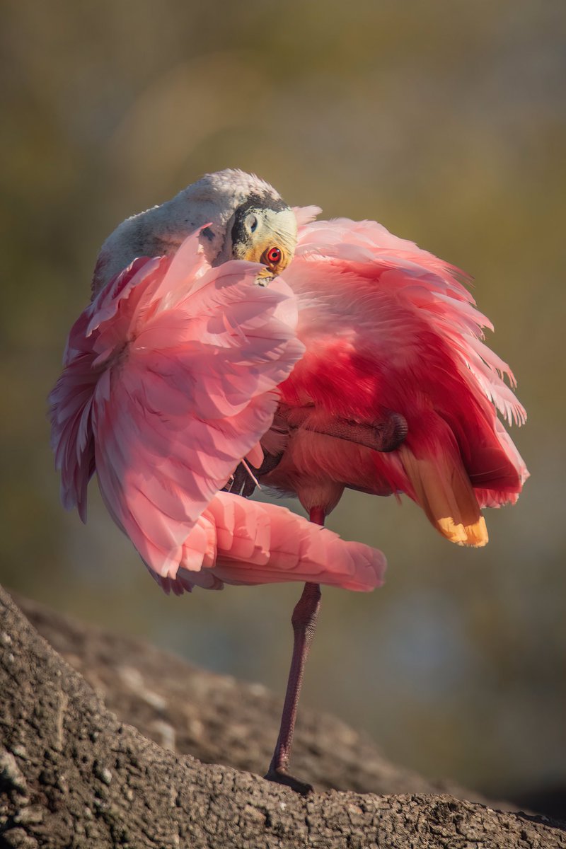 birdcrazed6 tweet picture