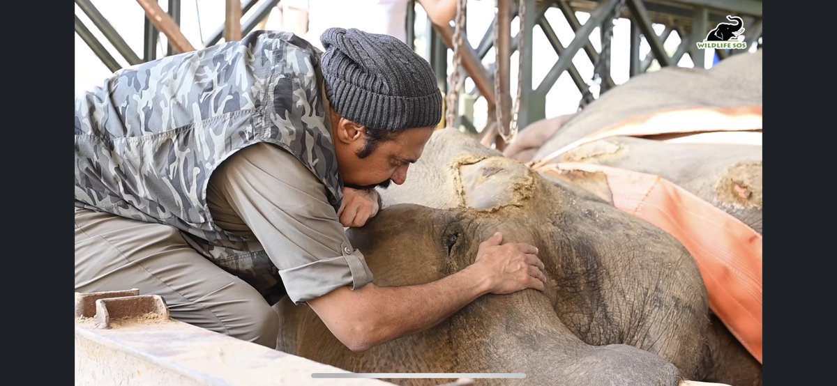 Lucycrew7's tweet photo. #GoMotiGo #RefuseToRide #ElephantRescue #WildlifeSOS #India #PrayForMoti #ElephantHospital #ResponsibleTourism β€οΈMotiβ€οΈ https://t.co/5K62JP0syd