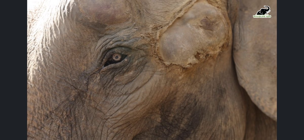 Lucycrew7's tweet photo. #GoMotiGo #RefuseToRide #ElephantRescue #WildlifeSOS #India #PrayForMoti #ElephantHospital #ResponsibleTourism β€οΈMotiβ€οΈ https://t.co/5K62JP0syd