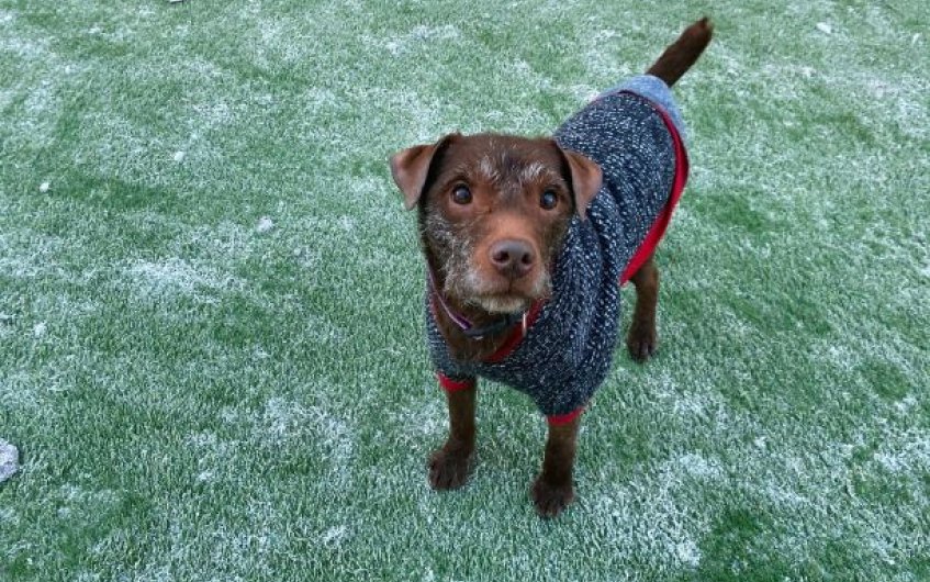 Please retweet to help Rusty find a home #AYRSHIRE #SCOTLAND #UK 

Affectionate Patterdale Terrier aged 10-12. He's looking for an adult home as the only pet. 
He has a heart murmur, please contact the shelter for info ❤️🍀

DETAILS or APPLY👇
scottishspca.org/rehome-a-pet/9…
#dogs #pets