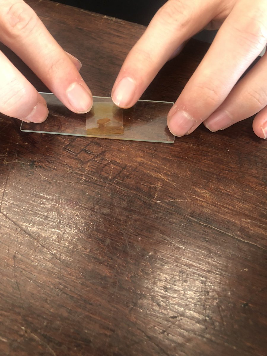 PatchwayS's tweet photo. Year 10 have been revising plant cells today. They made some very nice onion cell slides #ambitious #respectful #excellent @olympustrust @PatchwayC_S https://t.co/RBDyfJXbiW