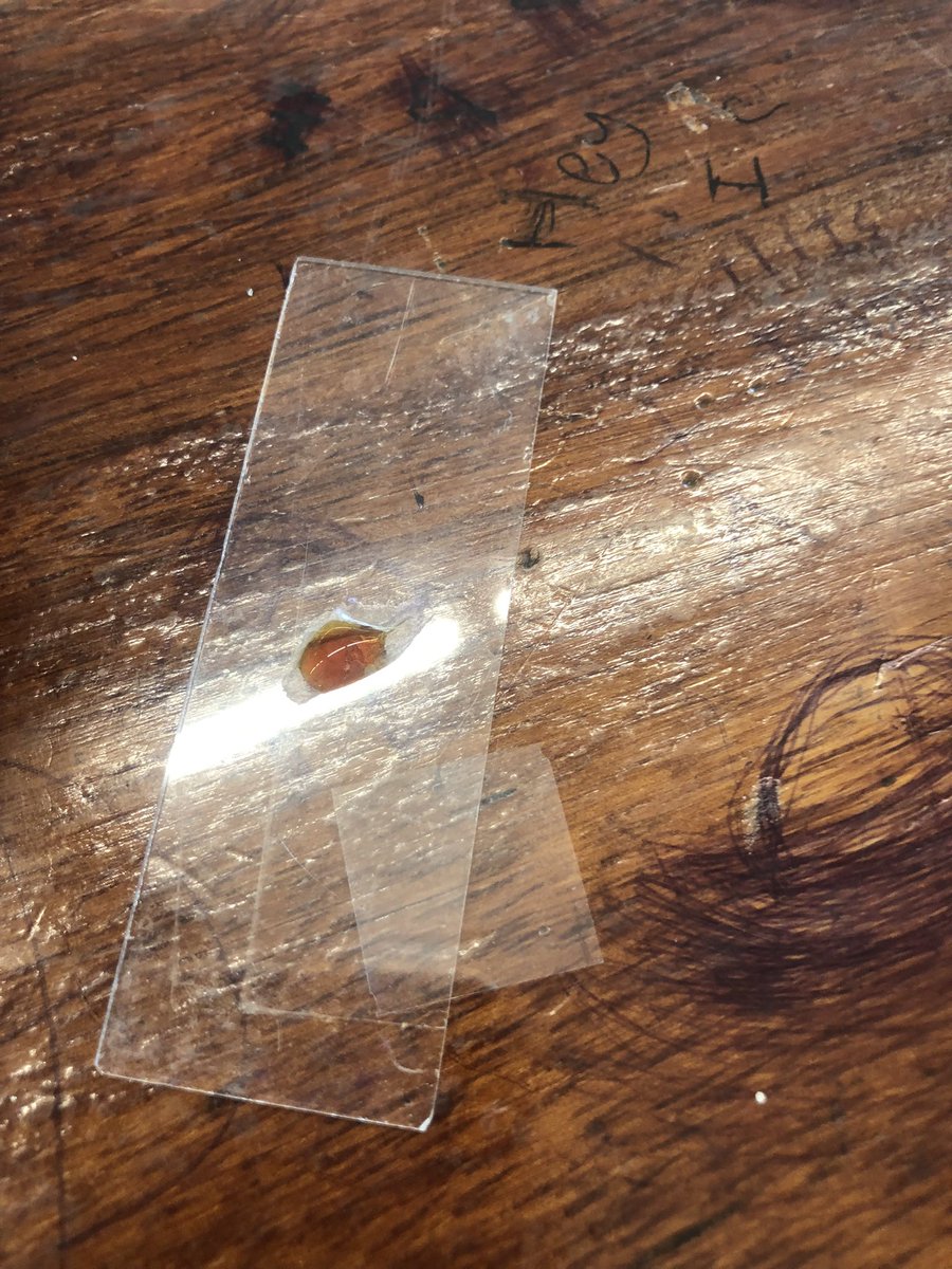 PatchwayS's tweet photo. Year 10 have been revising plant cells today. They made some very nice onion cell slides #ambitious #respectful #excellent @olympustrust @PatchwayC_S https://t.co/RBDyfJXbiW