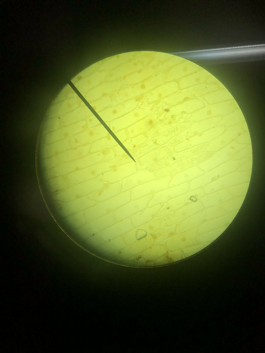 PatchwayS's tweet photo. Year 10 have been revising plant cells today. They made some very nice onion cell slides #ambitious #respectful #excellent @olympustrust @PatchwayC_S https://t.co/RBDyfJXbiW