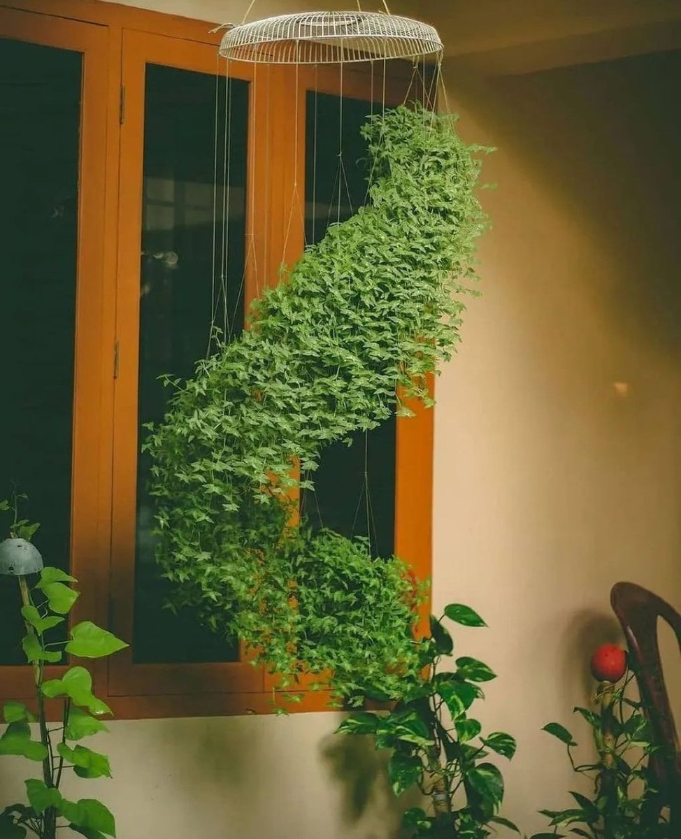 A beautiful display 🌿