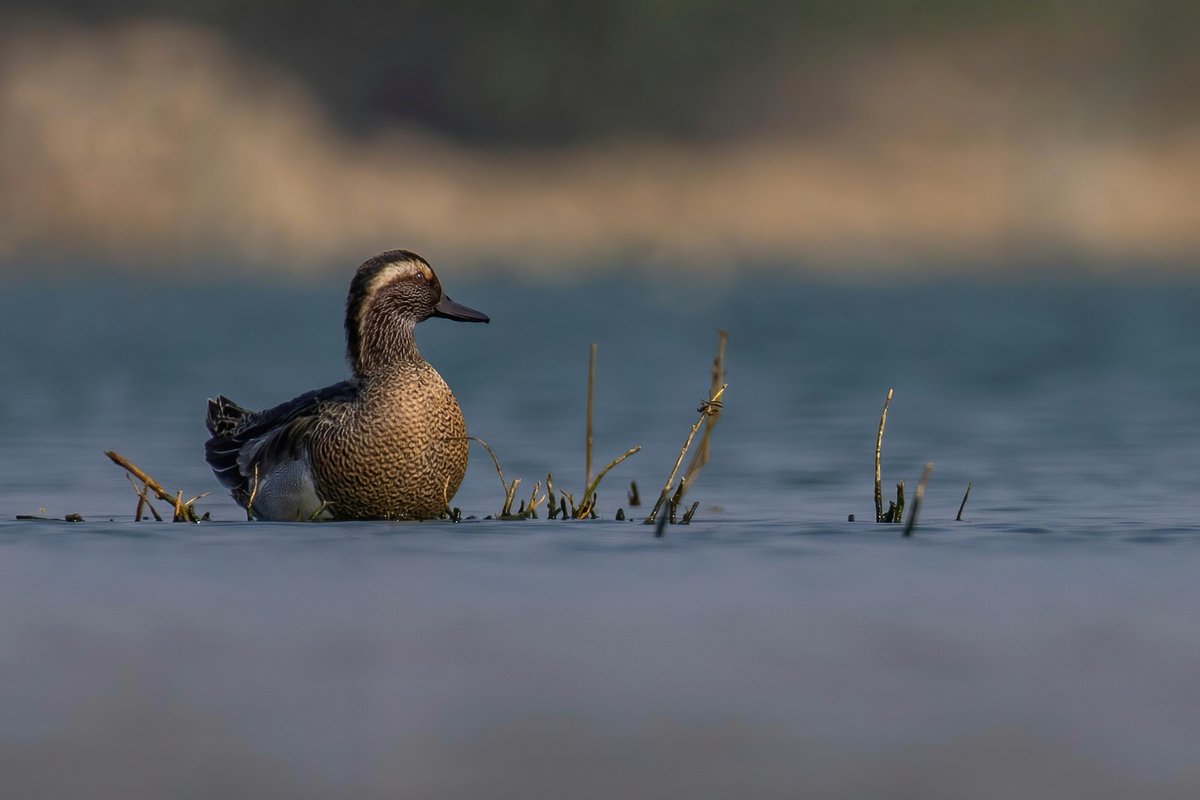 Garganey aka Spatula querquedula

Follow me on Instagram - instagram.com/ray_getter

#garganey #duck #birds #birdphotography #Canon #Luv4Wilds #CanonIndia #NiFHiveFeature #CanonPhotography #WildTelangana #BirdsSeenIn2022 #IndiAves #TwitterNatureCommunity #ThePhotoHour @NatGeoIndia