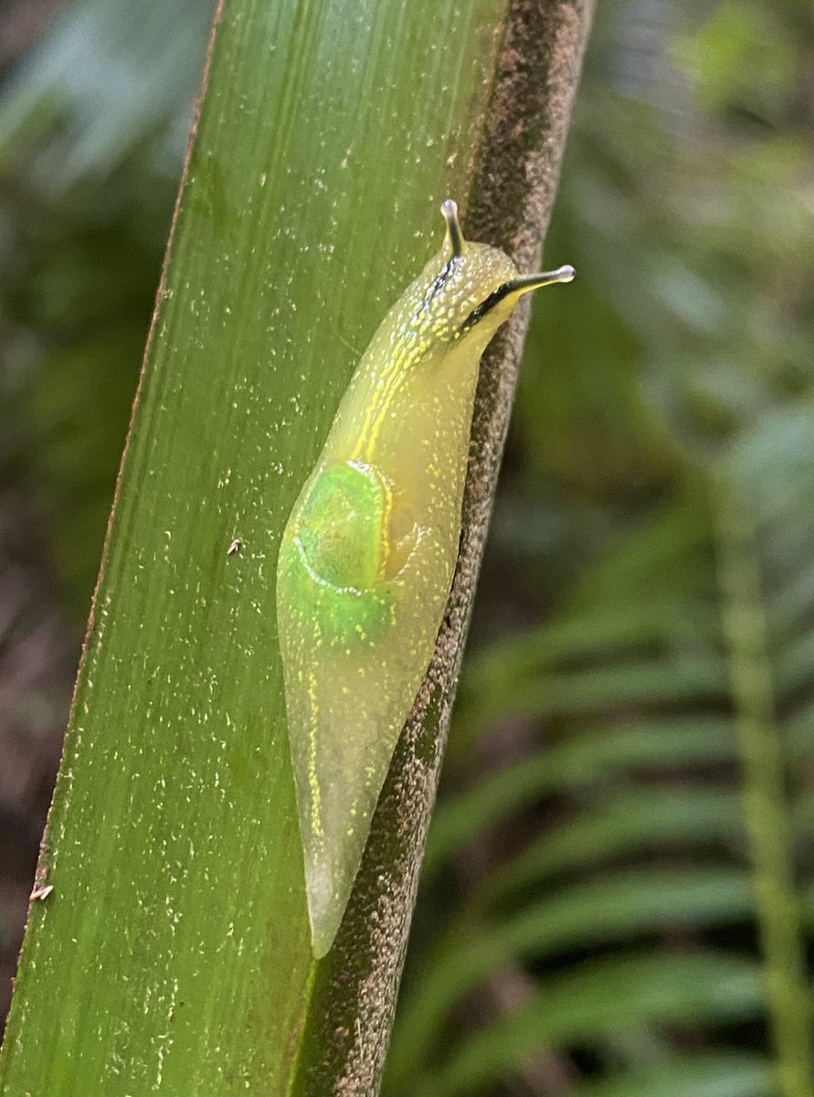 TATISANDIEGO's tweet photo. GAEOTIS NIGROLINEATA ๐๐ฑ๐ฟ
#mollusca #gastropoda #caracol #babosa #lapa #puertorico #rainforest #hike #nature #naturaleza #malacogia #snail #lokabye #teveoloka #tatiselavive #elyunque #trail #science #ecology #ecologist #animal #animales #lifeisgood #trekking #boricua https://t.co/8aiFr4w6El