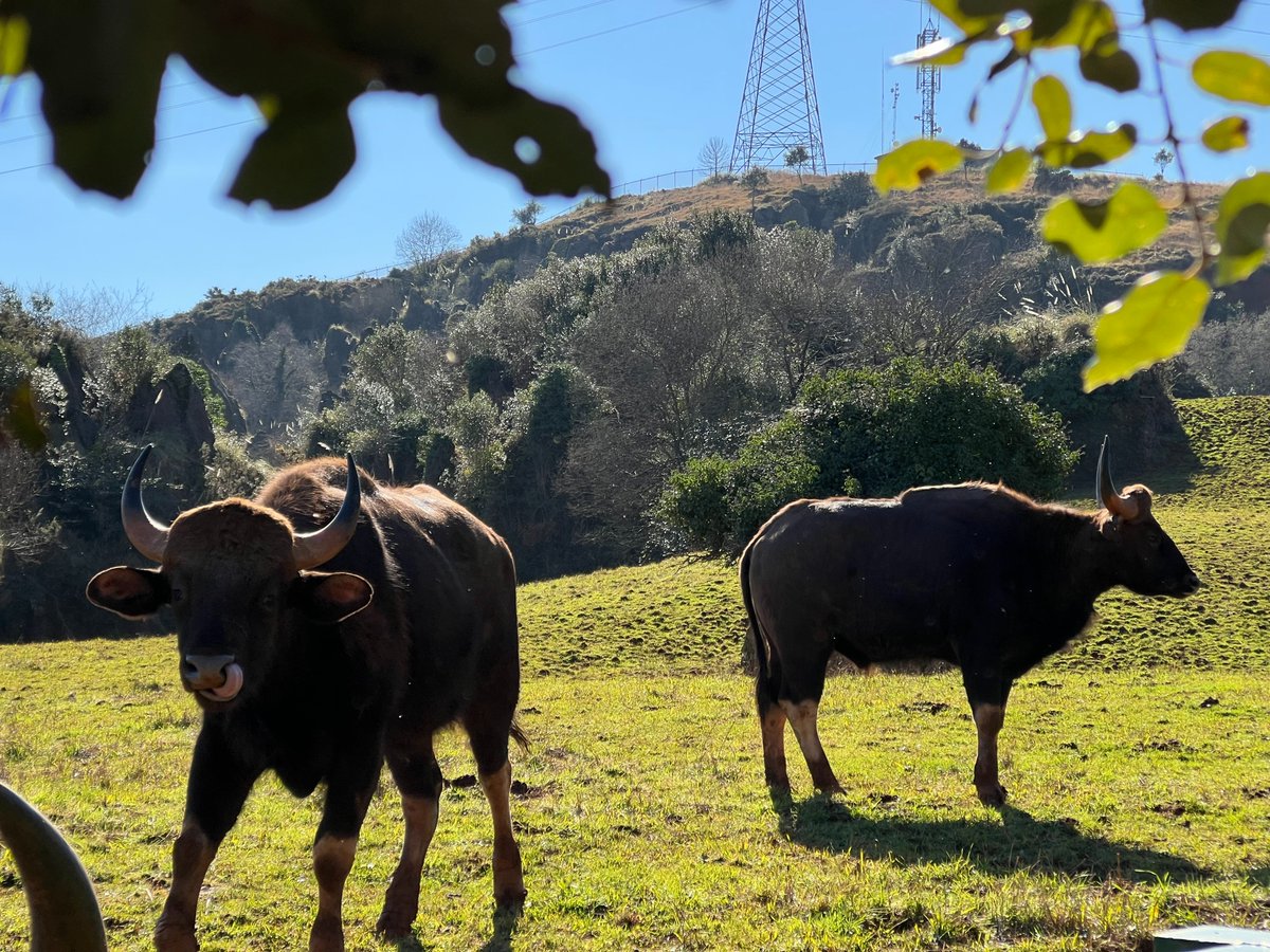 PCabarceno's tweet photo. ¿Los conoces?
Los gaures son muy llamativos por su gran corpulencia, pudiendo pesar hasta 800 kg de peso.
Este bóvido asiático es una especie muy valiosa, ya que está en serio peligro de extinción. https://t.co/2ffbEVOK3Z