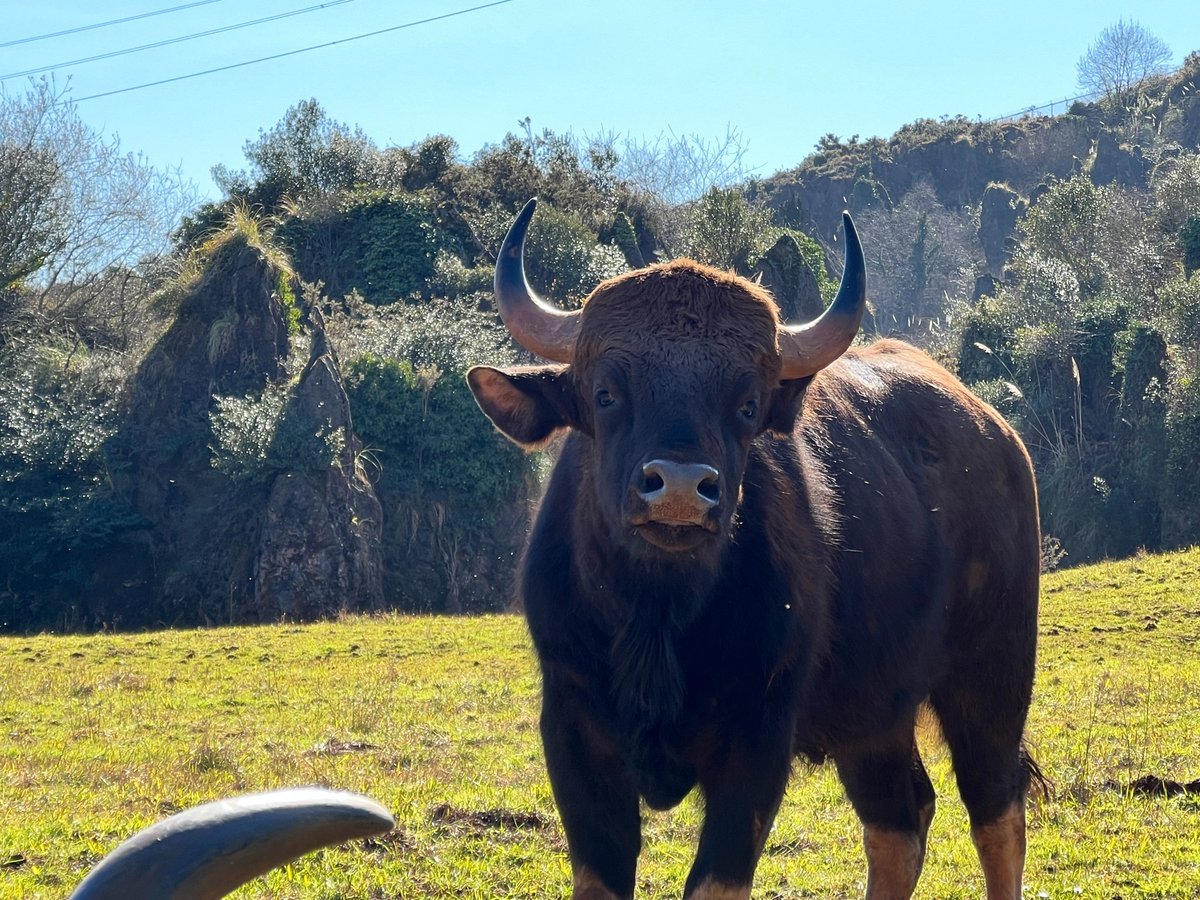 PCabarceno's tweet photo. ¿Los conoces?
Los gaures son muy llamativos por su gran corpulencia, pudiendo pesar hasta 800 kg de peso.
Este bóvido asiático es una especie muy valiosa, ya que está en serio peligro de extinción. https://t.co/2ffbEVOK3Z