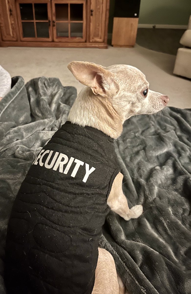 JackJackJournal's tweet image. Gettin’ pwepared for my next shift of pwotecting da pwoperty frum intwuders. 🧐

Everyone is safe wif me on da job. 😉🐾🐾👍🏼👍🏼😬😬

#securitydog
#dogonthejob
#dogsoftwitter