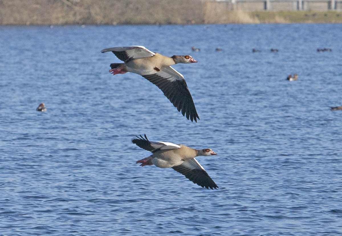 Gerrie Abel tweet media