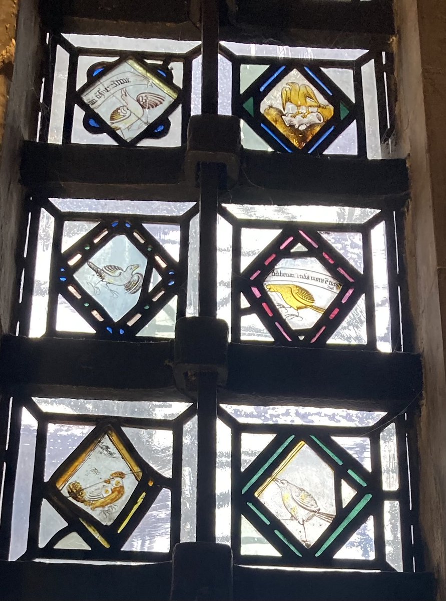 Kindly Atcha 🍀 on Twitter "RT ClarkeMicah More birds from the