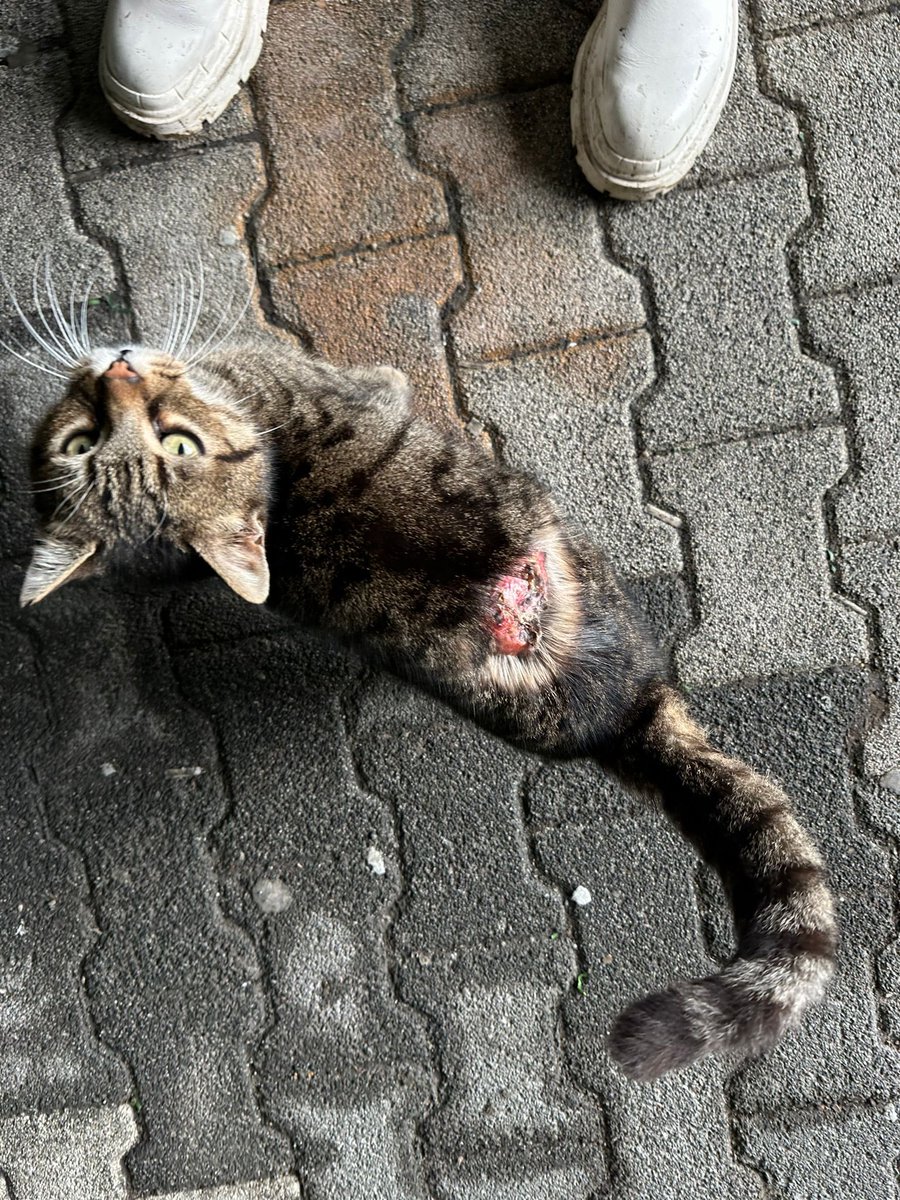 dalikedysi's tweet photo. Merhaba herkese
Görseldeki kedi istanbul söğütlüçeşme metrobüs istasyonunun karşısında bulundu. Kendini sevdiriyor ancak oradaki arkadaşım kutuya koyamadığını yakalamanın çok güç olduğunu söyledi. Bulunduğu bölgeden ayrılmıyormuş. Çok acil veteriner hekime gözükmesi lazım https://t.co/KsA3tRmsWo