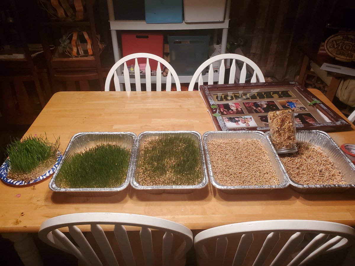 RichCaseTX's tweet photo. My hens are still laying fine, don't believe that hype.
I've started using wheat berries to germinate some fodder to supplement.
Seems to be working well and the girls love it.
#beungovernable
#raisehens
#growfood https://t.co/y7wx9mZMup
